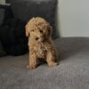 Male Mini Goldendoodle puppy Charlie playing indoors