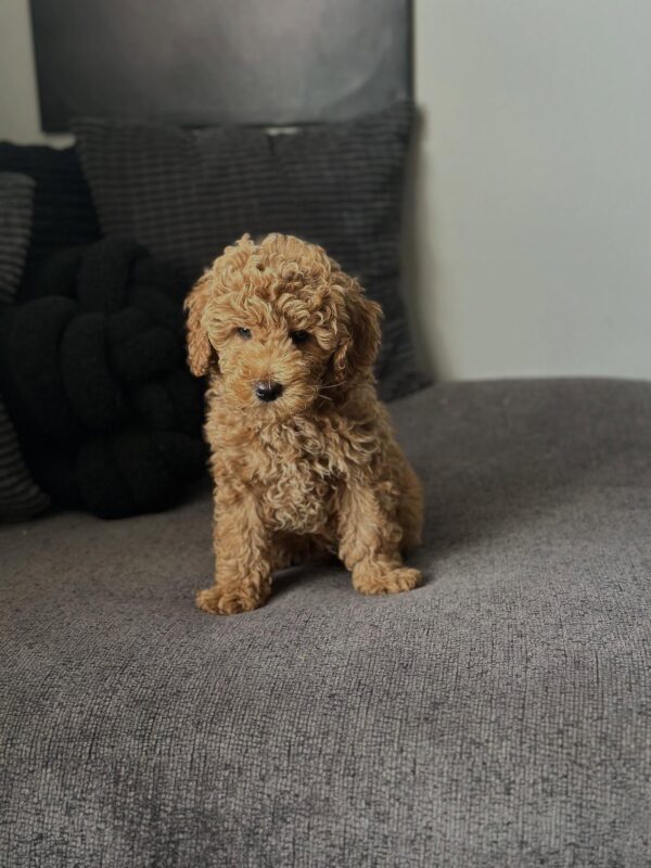 Male Mini Goldendoodle puppy Charlie playing indoors