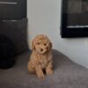 Male Mini Goldendoodle puppy born December 7th