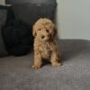 Male Mini Goldendoodle puppy Charlie for adoption