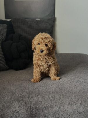 Male Mini Goldendoodle puppy Charlie for adoption