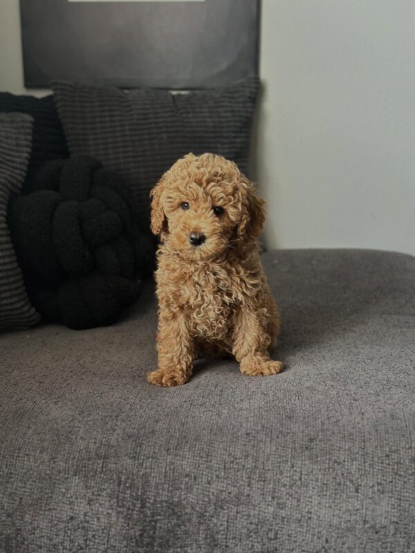 Male Mini Goldendoodle puppy Charlie for adoption