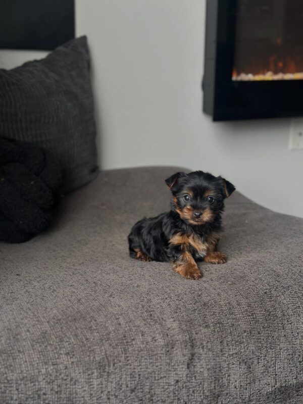 Teacup Yorkie puppy cuddling with family – Teddy