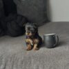 Male Teacup Yorkie puppy for adoption