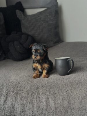 Male Teacup Yorkie puppy for adoption