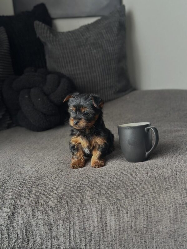 Male Teacup Yorkie puppy for adoption