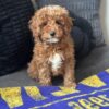 Toby Male Mini Poodle Puppy Male Mini Poodle puppy for adoption – Toby sitting on a blanket