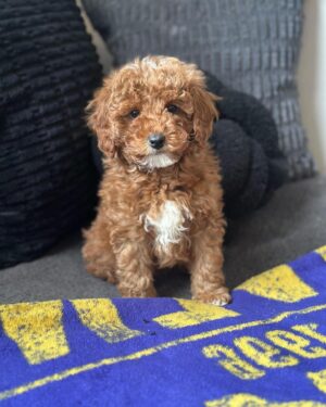 Male Mini Poodle puppy for adoption – Toby sitting on a blanket