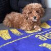 Toby Mini Poodle Puppy Cuddles Adorable male Miniature Poodle puppy Toby cuddling with family