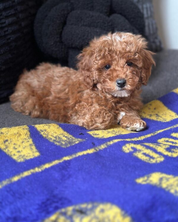 Toby Mini Poodle Puppy Cuddles Adorable male Miniature Poodle puppy Toby cuddling with family