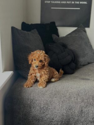 Male Toy Poodle puppy Milo for adoption