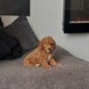 Male Toy Poodle puppy Milo standing showing small size and fluffy coat Male Toy Poodle puppy for adoption Milo with curly hypoallergenic coat sitting indoors