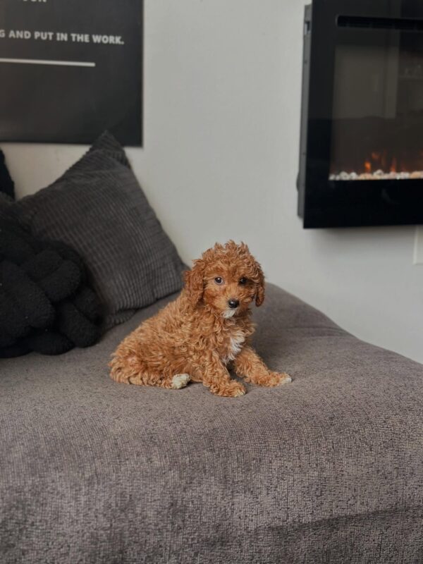 Male Toy Poodle puppy Milo standing showing small size and fluffy coat Male Toy Poodle puppy for adoption Milo with curly hypoallergenic coat sitting indoors
