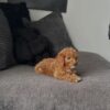 Male Toy Poodle puppy Milo standing showing small size and fluffy coat Male Toy Poodle puppy Milo for adoption