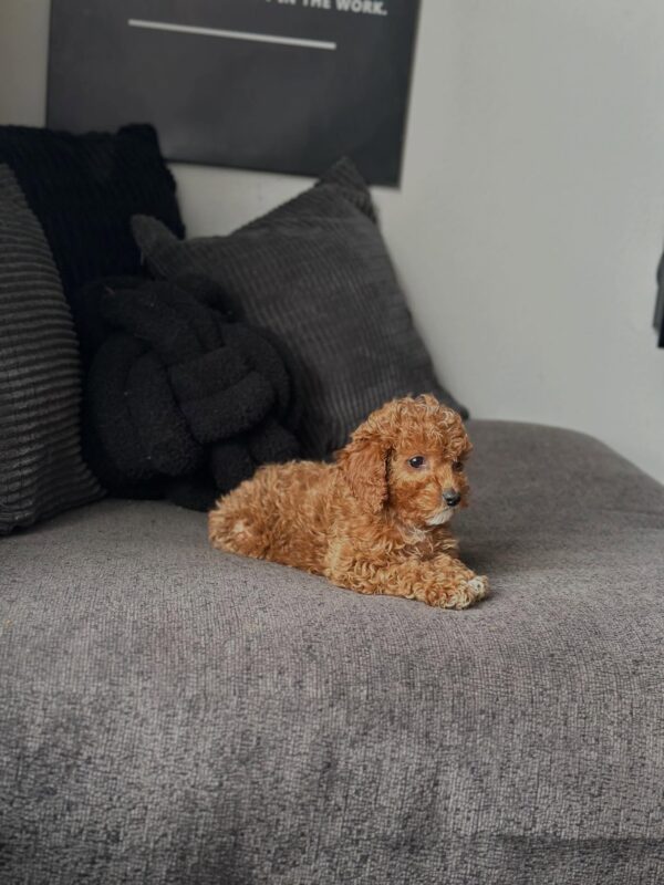 Male Toy Poodle puppy Milo standing showing small size and fluffy coat Male Toy Poodle puppy Milo for adoption
