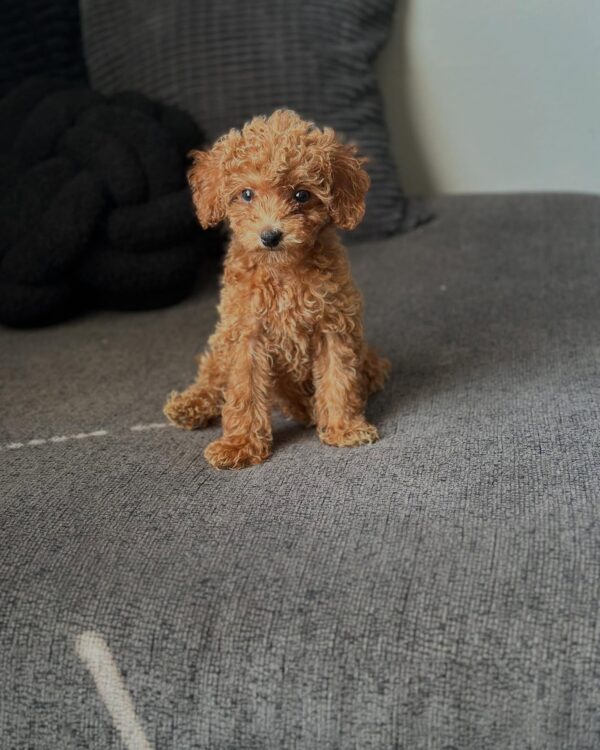 Female Teacup Goldendoodle puppy playing – Teacup Princess