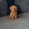 Female Teacup Goldendoodle puppy for adoption – Teacup Princess sitting