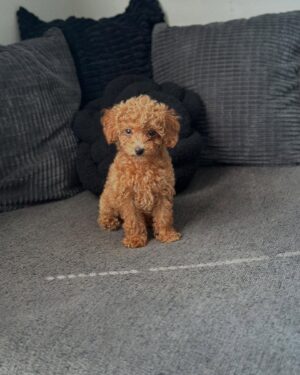 Female Teacup Goldendoodle puppy for adoption – Teacup Princess sitting