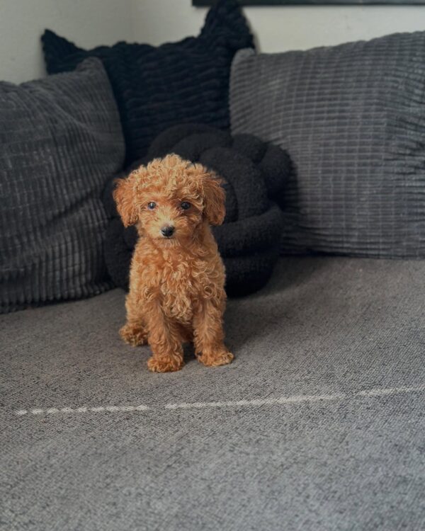 Teacup Princess cuddling – female Goldendoodle puppy