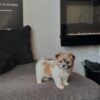 Male Shih Tzu Puppy for Sale – Meet Diego