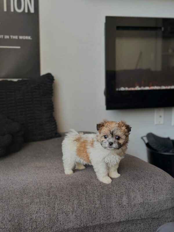 Male Shih Tzu Puppy for Sale – Meet Diego