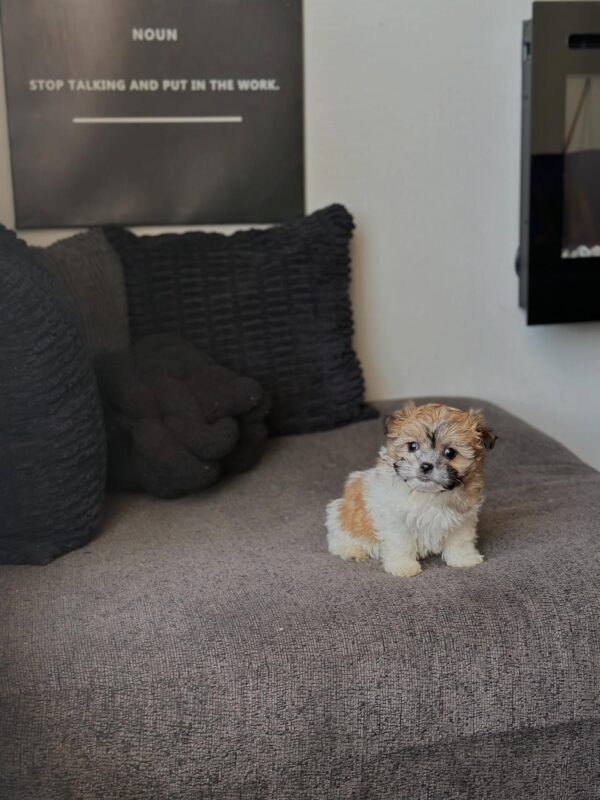 Male Shih Tzu Puppy for adoption – Name Diego