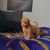 Male Teacup Mini Goldendoodle puppy for adoption – Tito standing
