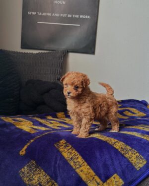 Male Teacup Mini Goldendoodle puppy for adoption – Tito standing