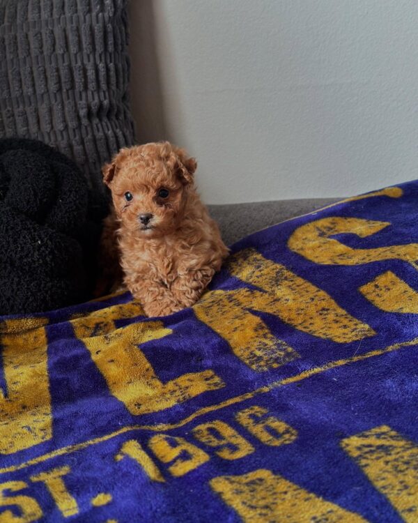 Male Teacup Mini Goldendoodle puppy playing – Tito