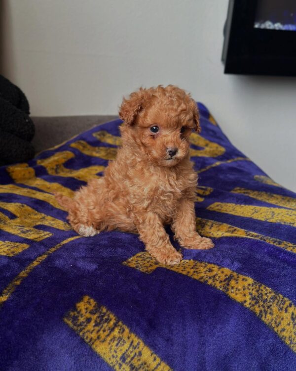 Male Teacup Mini Goldendoodle puppy for adoption – Tito sitting