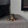 Female teacup Yorkshire Terrier puppy Maggie for adoption