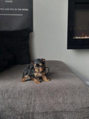 Female teacup Yorkshire Terrier puppy Maggie for adoption