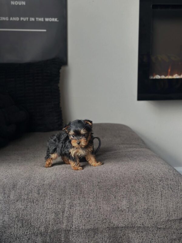 Female teacup Yorkshire Terrier puppy Maggie for adoption