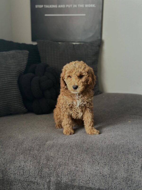 Adorable female Mini Goldendoodle puppy Gigi