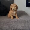 Female Mini Goldendoodle puppy Gigi for adoption