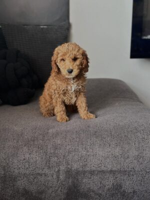 Female Mini Goldendoodle puppy Gigi for adoption