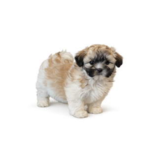 shih tzu puppies from a reputable breeder