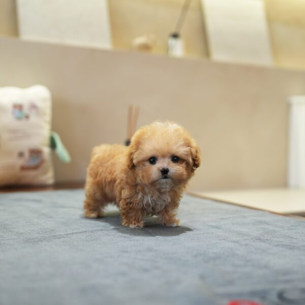 Bella.jpg Bella - Maltipoo