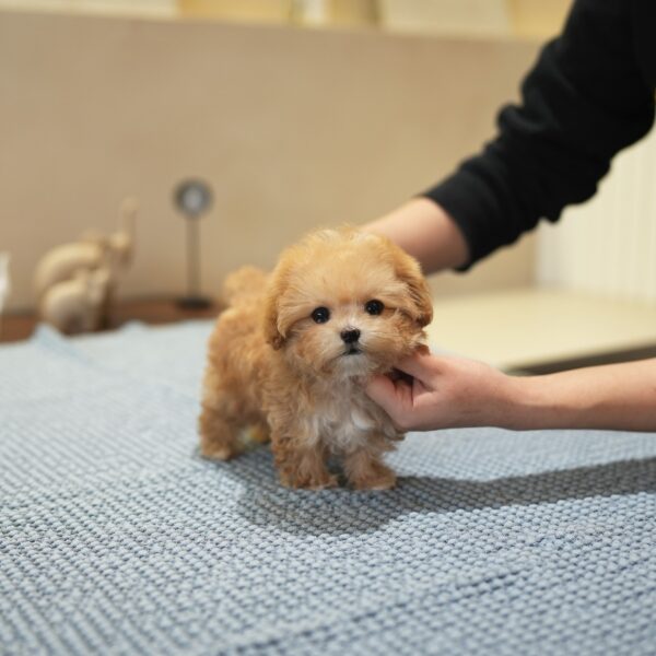 Bella1.jpg Bella - Maltipoo