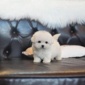 Casper - Bichon Frise