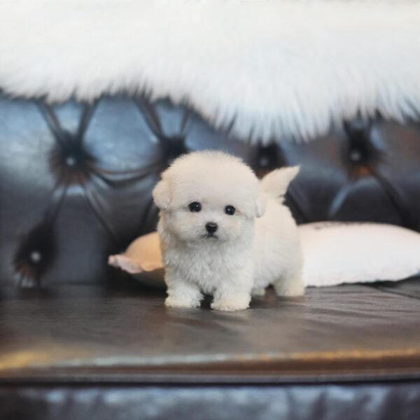 Casper - Bichon Frise