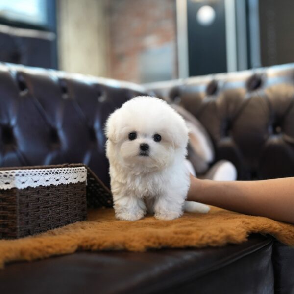 Casper - Bichon Frise