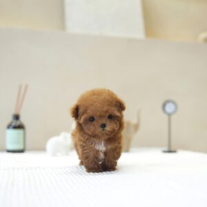 Honey - Toy Poodle