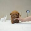 Honey - Toy Poodle