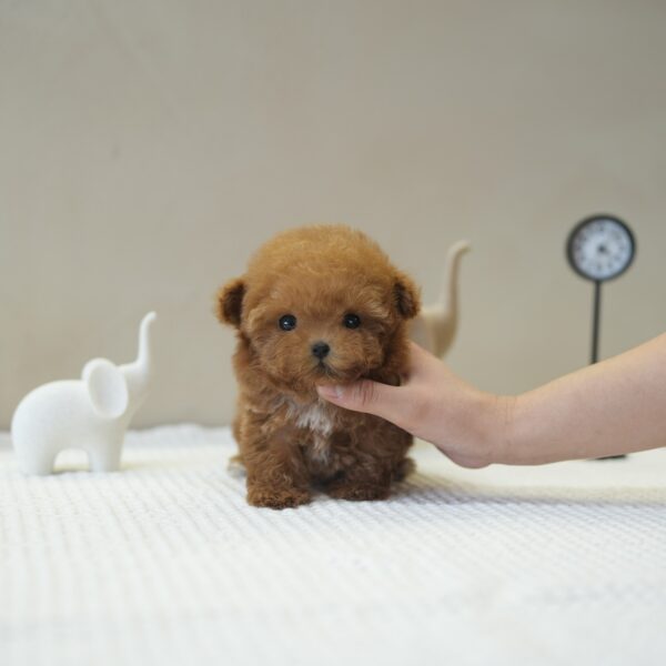 Honey - Toy Poodle