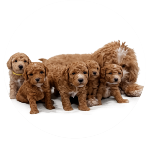 hypoallergenic dogs