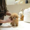 Mocha.jpg Mocha - Toy Poodle