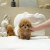 Mocha2.jpg Mocha - Toy Poodle