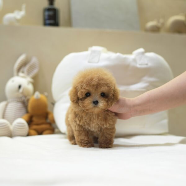 Mocha2.jpg Mocha - Toy Poodle