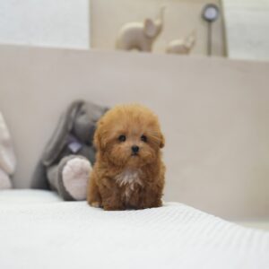 Mocha - Toy Poodle
